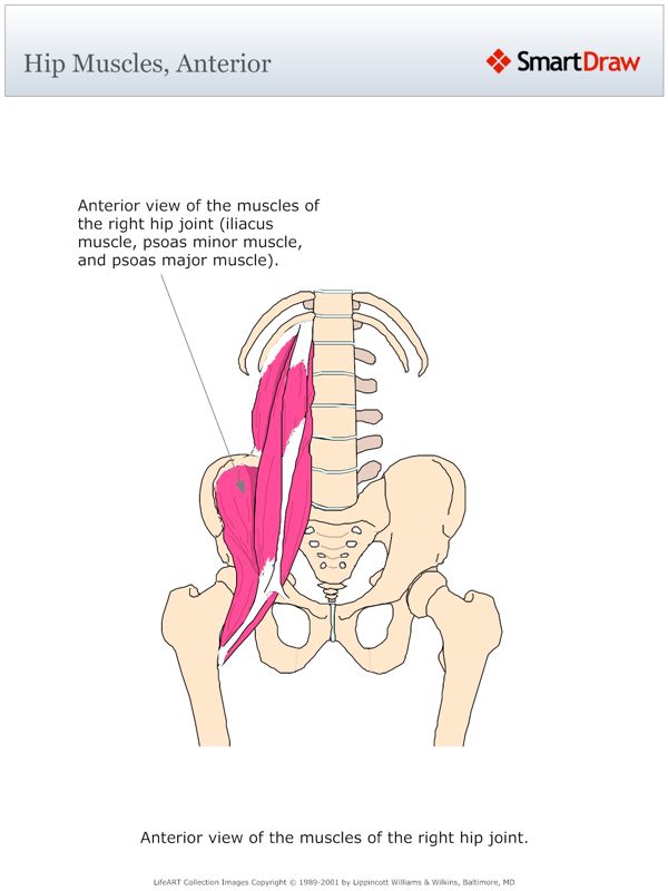 Hip_Muscles,_Anterior