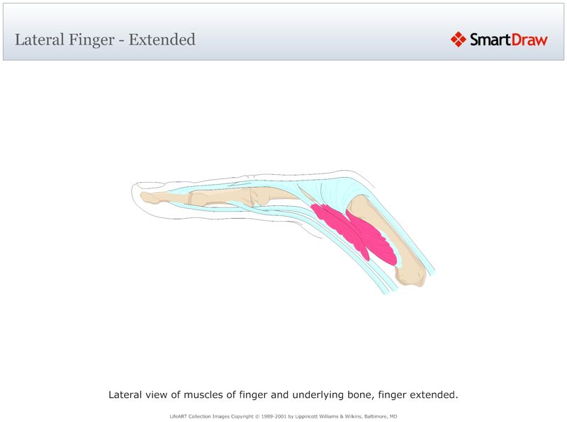Lateral_Finger_-_Extended