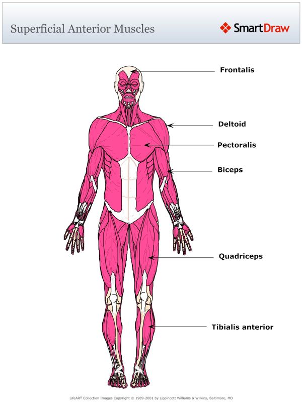 Superficial_Anterior_Muscles