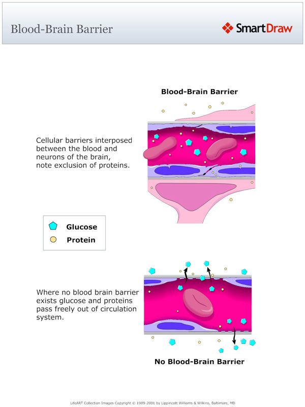 Blood-Brain_Barrier