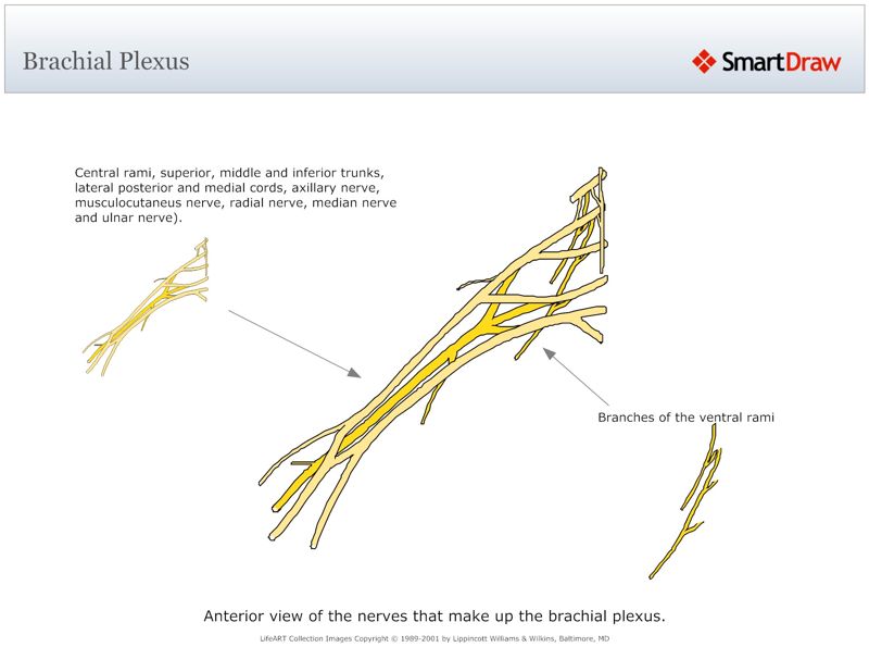 Brachial_Plexus