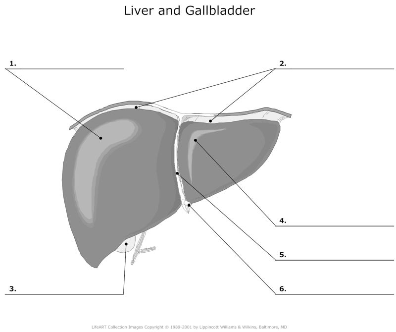 Liver_and_Gallbladder