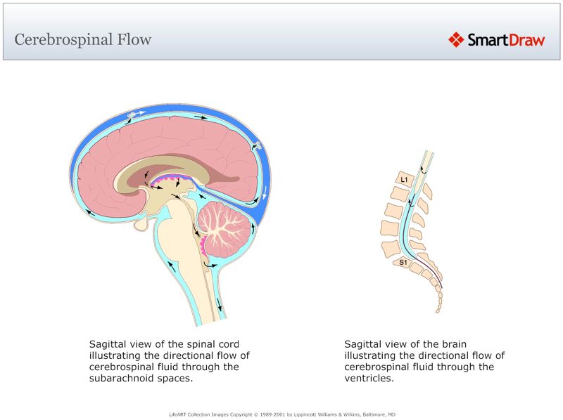 Cerebrospinal_Flow