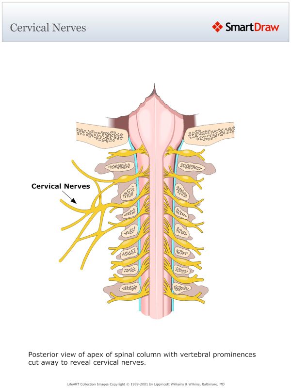 Cervical_Nerves