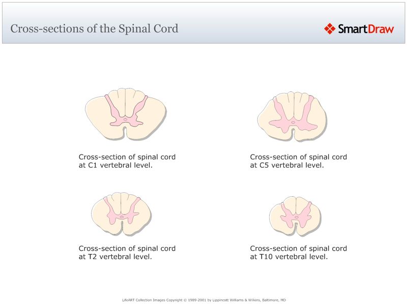 Cross-sections_of_the_Spinal_Cord