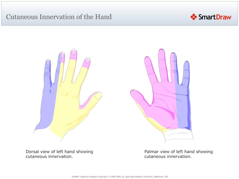 Cutaneous_Innervation_of_the_Hand