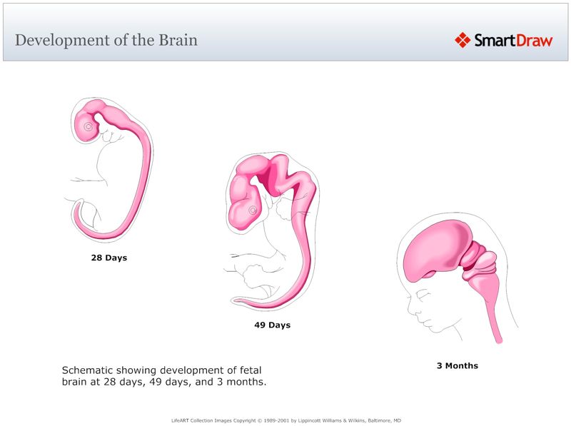 Development_of_the_Brain