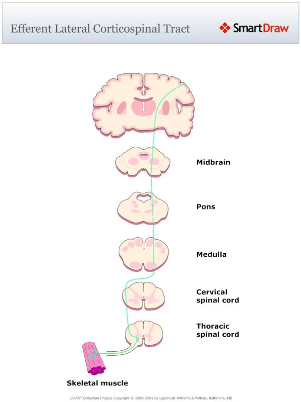 Efferent_Lateral_Corticospinal_Tract