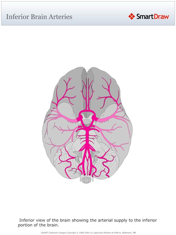 Inferior_Brain_Arteries