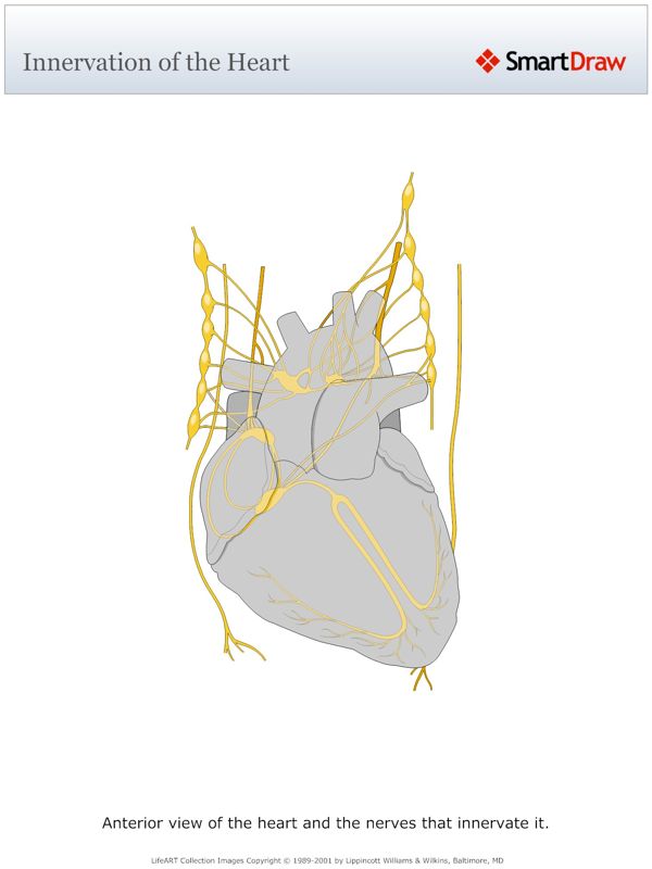 Innervation_of_the_Heart