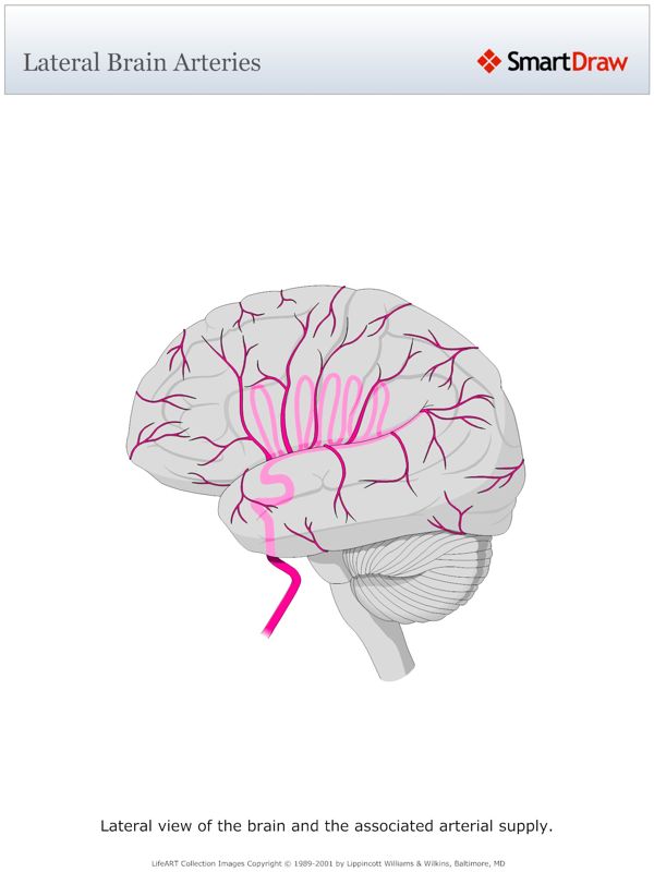 Lateral_Brain_Arteries