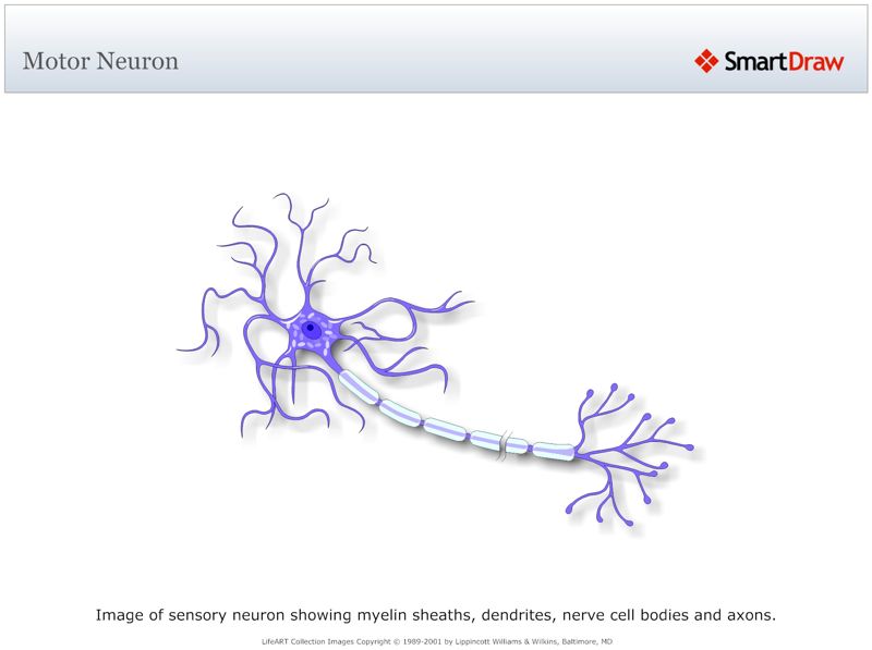 Motor_Neuron