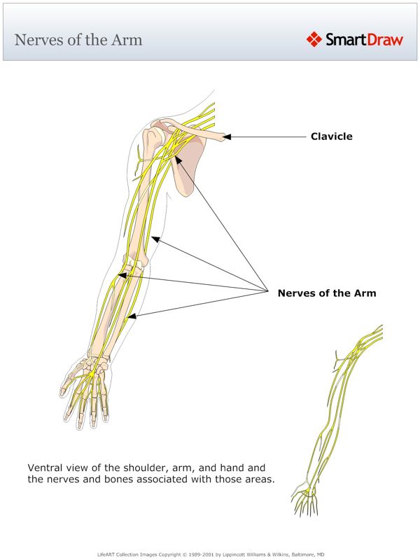 Nerves_of_the_Arm