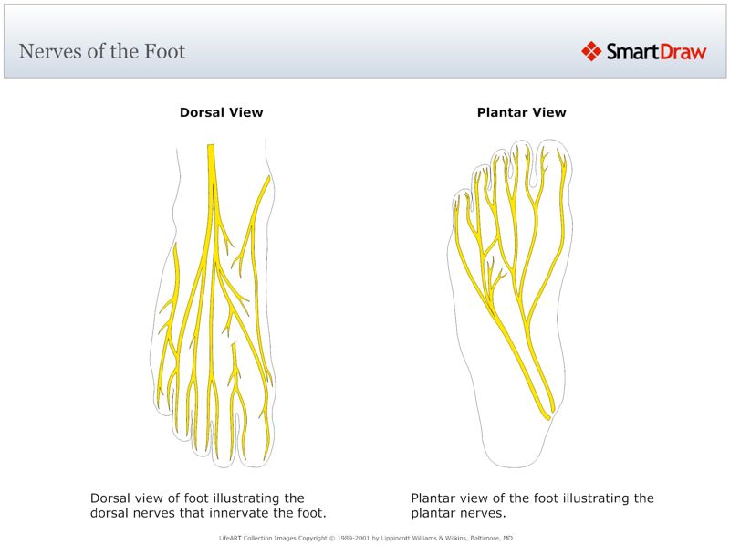Nerves_of_the_Foot