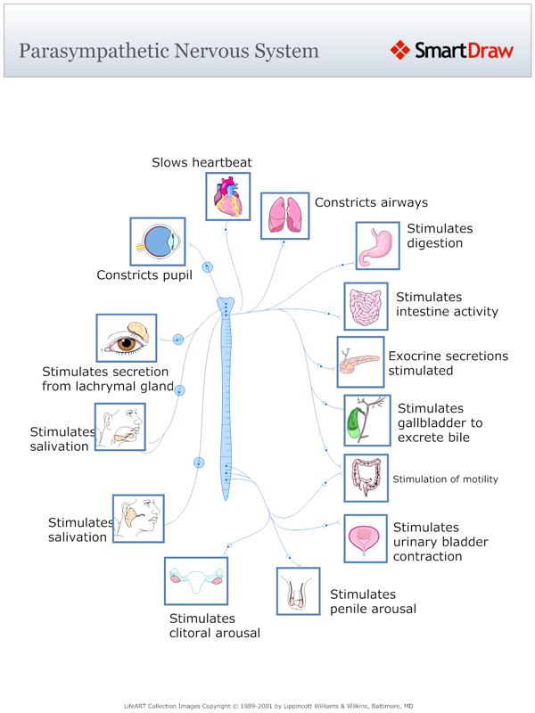 Parasympathetic_Nervous_System