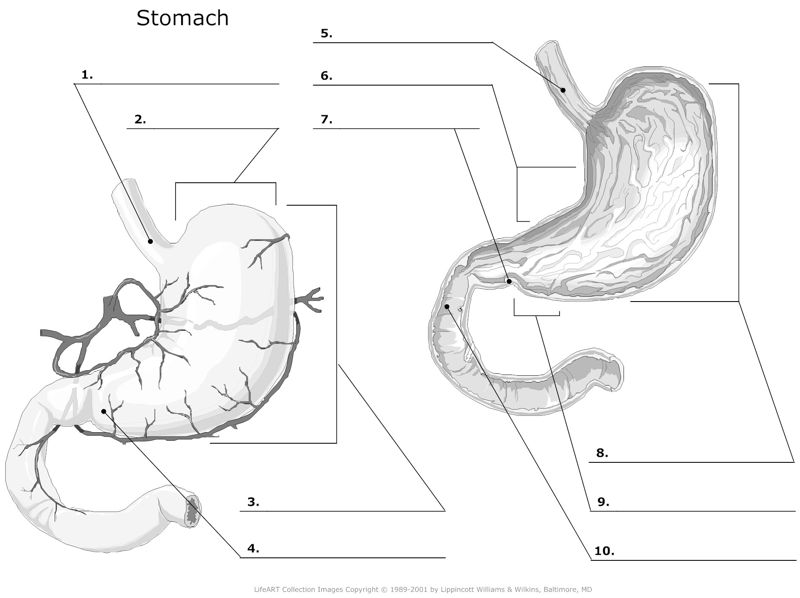Stomach