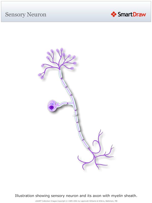 Sensory_Neuron