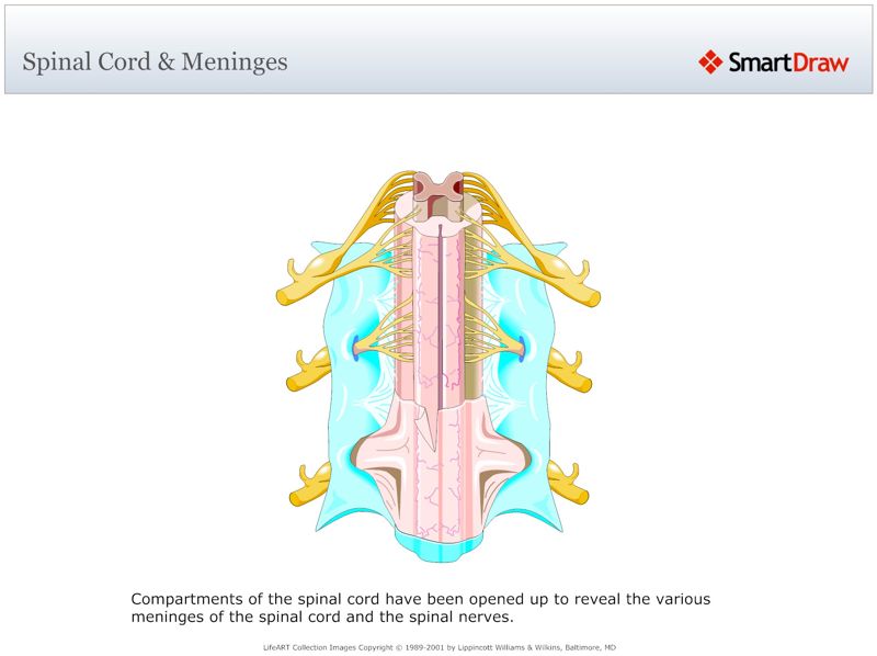Spinal_Cord_&_Meninges