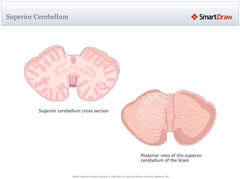 Superior_Cerebellum