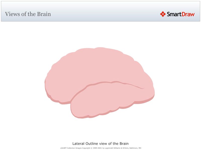 Views_of_the_Brain2