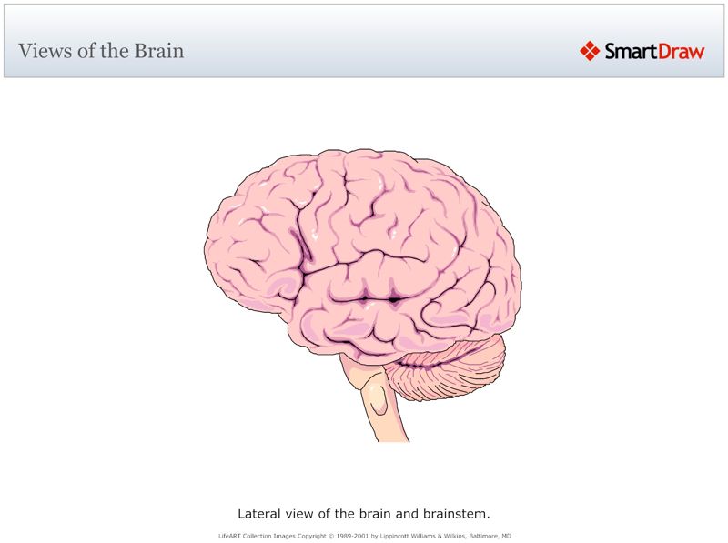 Views_of_the_Brain3