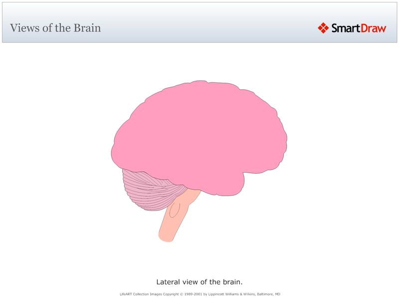 Views_of_the_Brain4