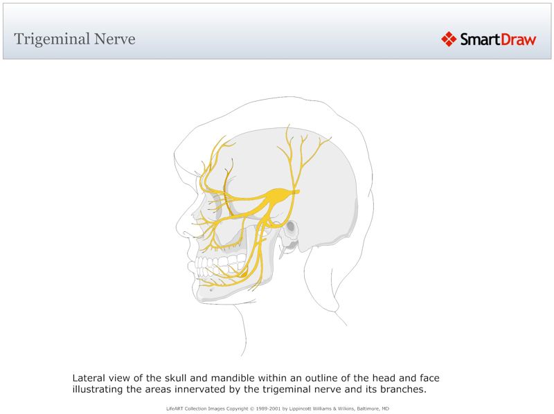 Trigeminal_Nerve