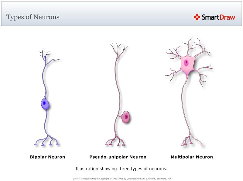 Types_of_Neurons2