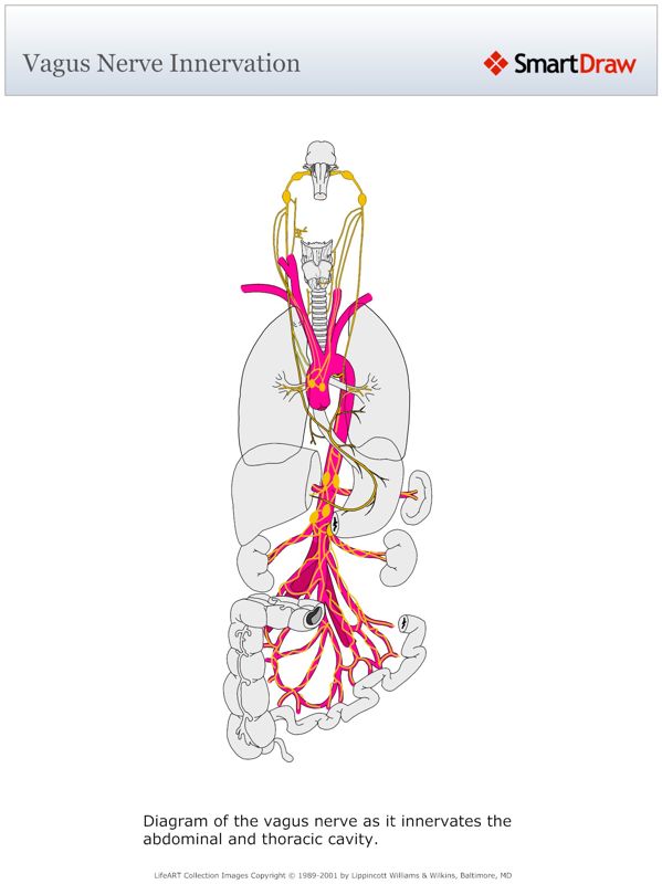 Vagus_Nerve_Innervation