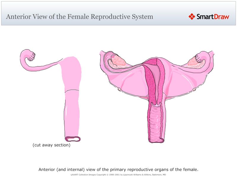 Anterior_View_of_the_Female_Reproductive_System
