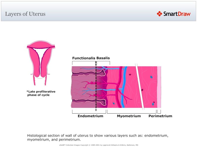 Layers_of_Uterus