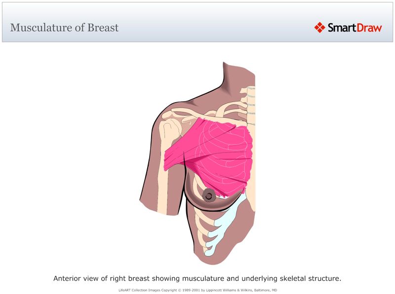 Musculature_of_Breast