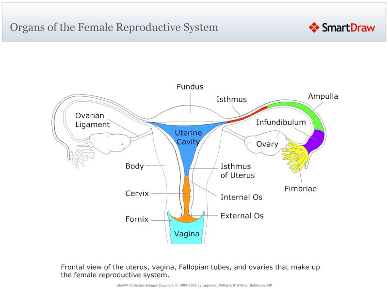 Organs_of_the_Female_Reproductive_System