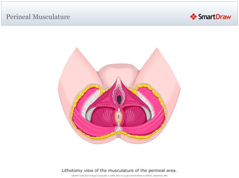 Perineal_Musculature