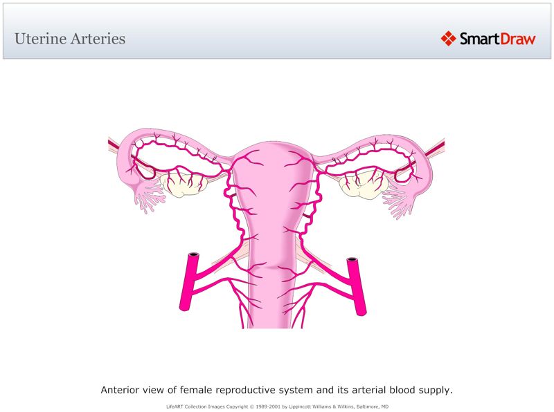 Uterine_Arteries