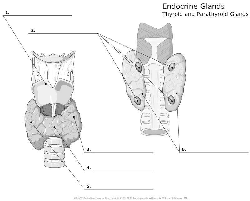 Endocrine_Glands_Thyroid_and_Parathyroid_Glands