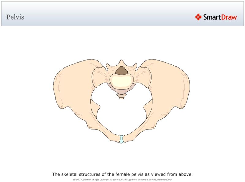 Pelvis