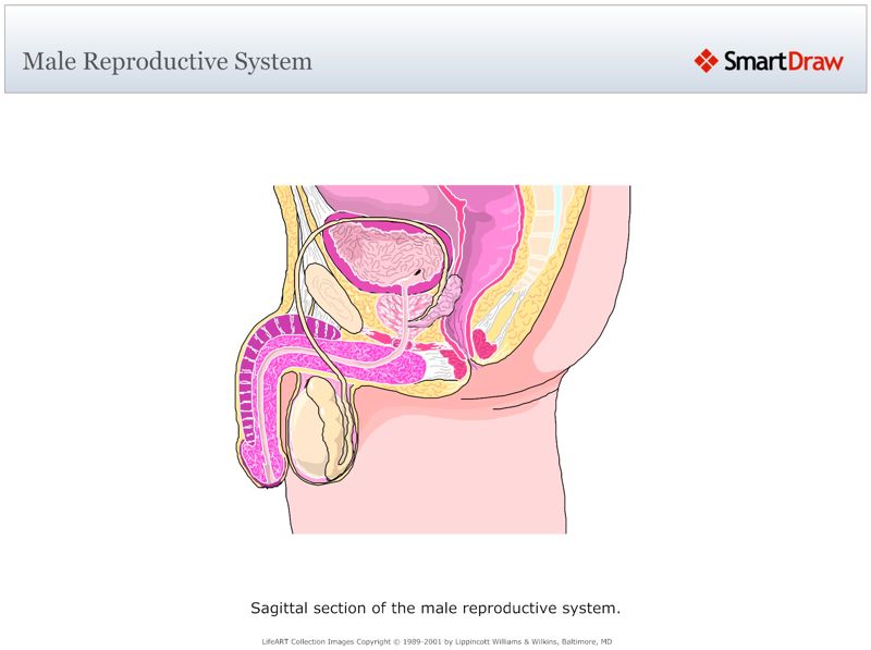 Male_Reproductive_System2