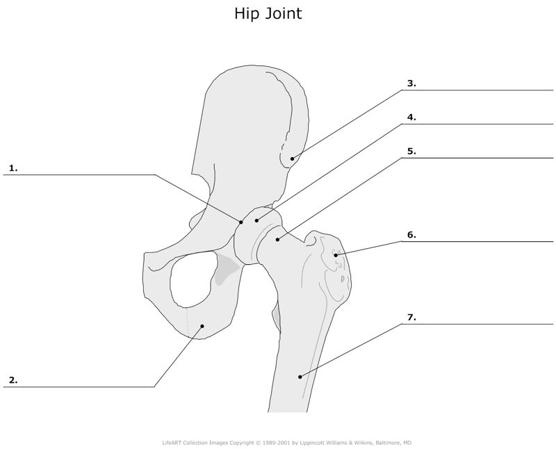 Hip_Joint