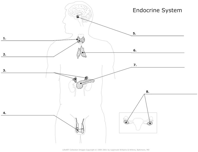Endocrine_System