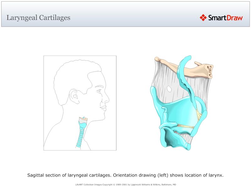 Laryngeal_Cartilages