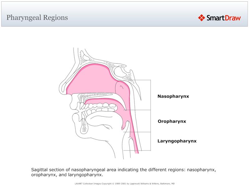 Pharyngeal_Regions