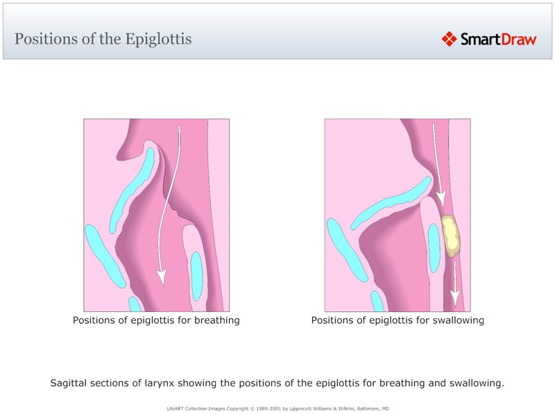 Positions_of_the_Epiglottis