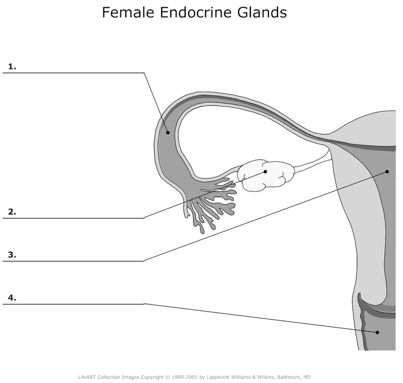 Female_Endocrine_Glands