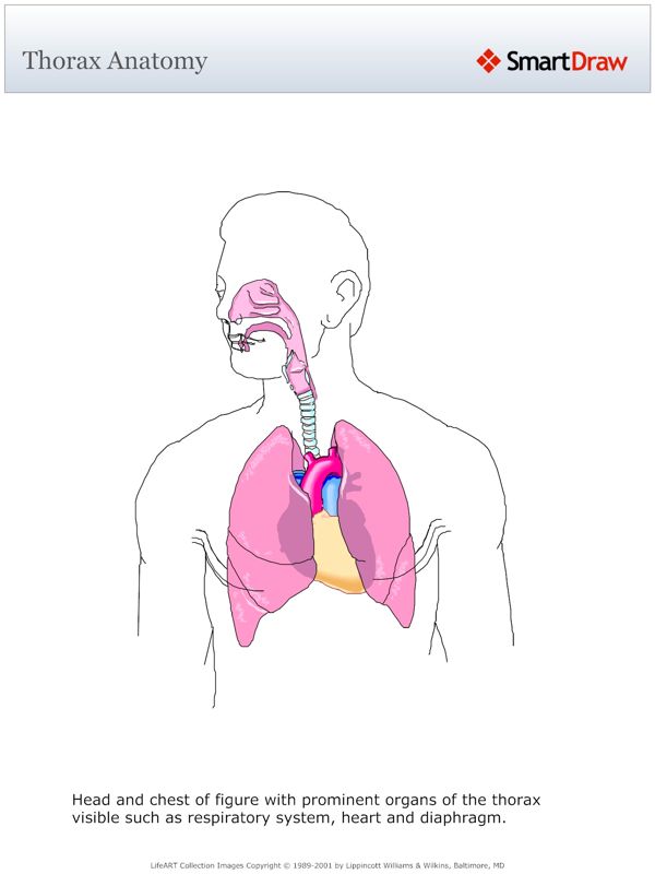 Thorax_Anatomy