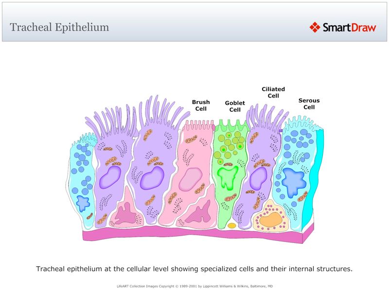 Tracheal_Epithelium