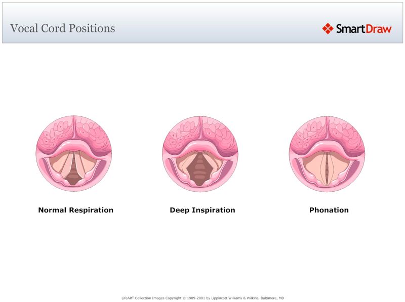 Vocal_Cord_Positions