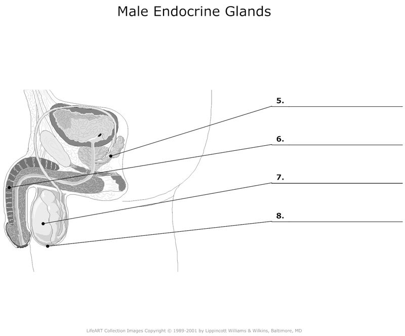 Male_Endocrine_Glands