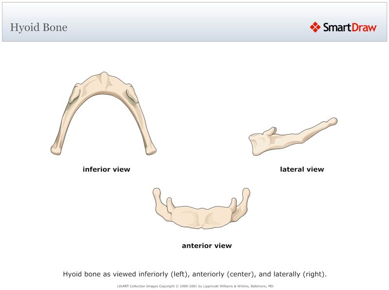 Hyoid_Bone