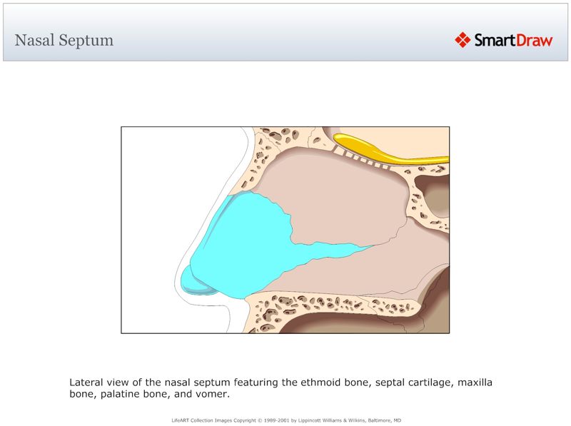 Nasal_Septum